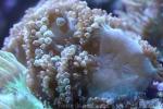 Elegance coral