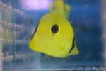 Yellow teardrop butterflyfish