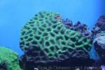 Palau lesser star coral