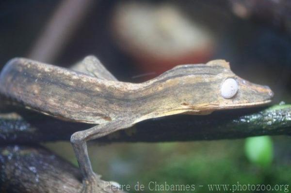 Lined flat-tail gecko