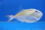 Outrigger triggerfish