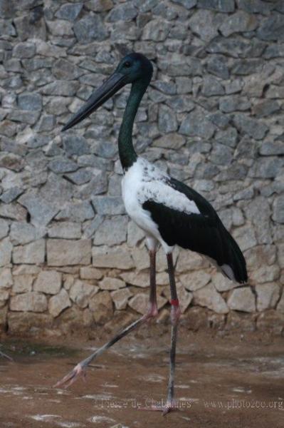 Black-necked stork