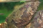 Grunting toadfish