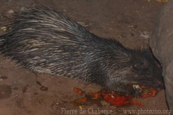 Asiatic brush-tailed porcupine