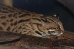 Mainland leopard cat
