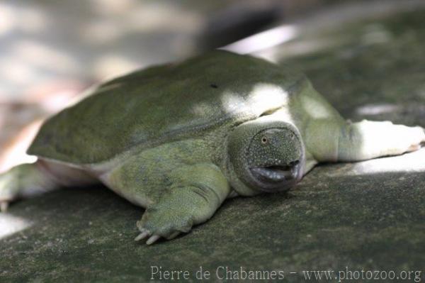 Ornate softshell turtle