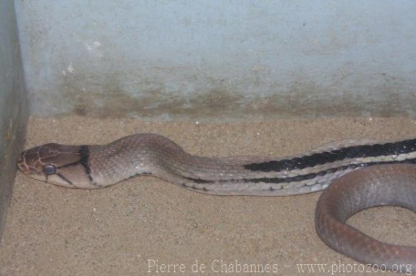 Copperhead rat snake