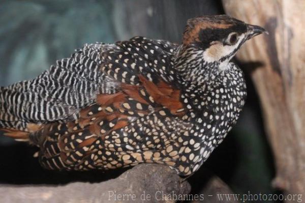 Chinese francolin