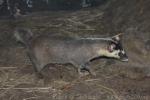 Burmese ferret-badger