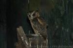 Indochinese collared scops-owl