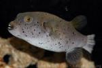 Blackspotted puffer *