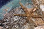 Mottled sea star