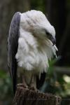 White-bellied sea-eagle