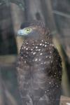 Philippine serpent-eagle