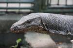 Marbled water monitor