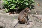 Philippines crab-eating macaque