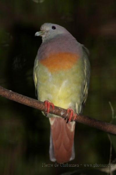Pink-necked green-pigeon