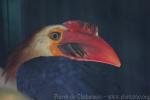 Writhed hornbill