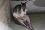 Brown forest-wallaby