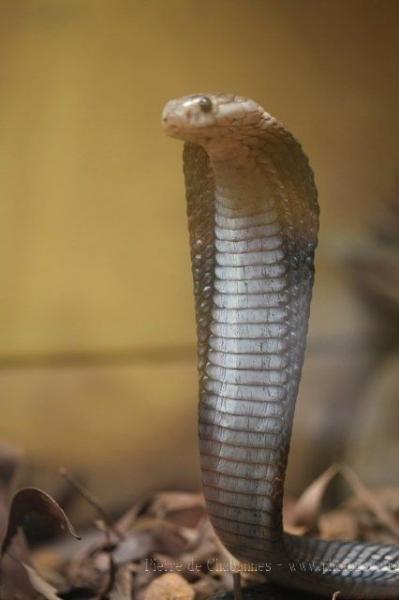 Equatorial spitting cobra
