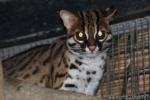 Sunda (Palawan) leopard cat