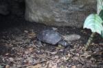 Philippine pond turtle