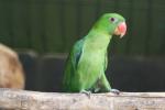 Blue-backed parrot