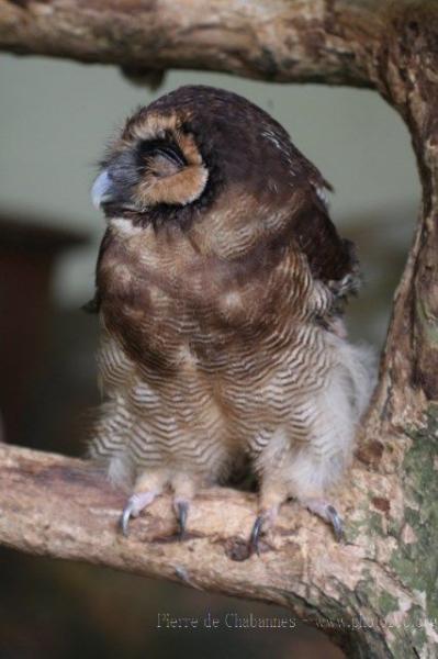 Malayan brown wood-owl