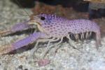 Violet-spotted Reef Lobster