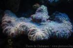 Pini brain coral