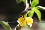 Brown-throated sunbird