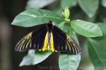 Malay birdwing