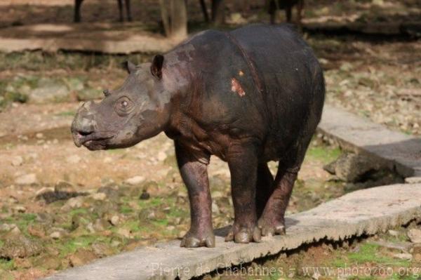 Sumatran rhinoceros *