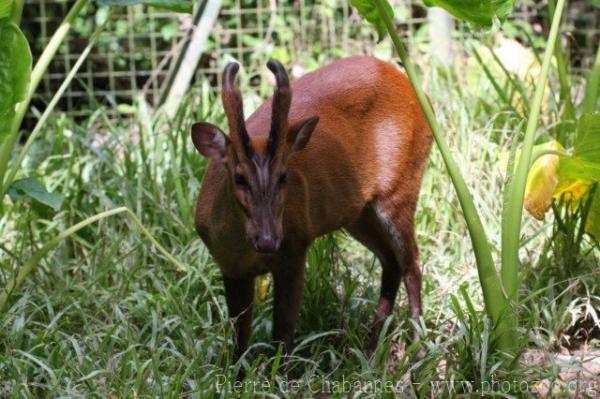 Southern red muntjac