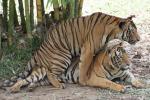Mainland (Malayan) tiger