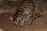 Sunda (Bornean) leopard-cat