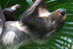 Linné's two-toed sloth