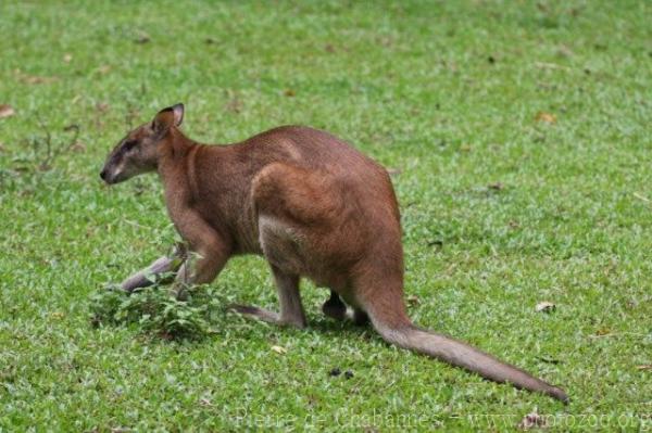 Agile wallaby