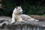Mainland (White) tiger