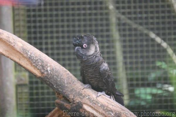 Short-billed black cockatoo