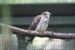 Malay hawk-cuckoo