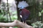 Southern crowned-pigeon