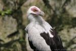 Palmnut vulture