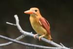 Ruddy kingfisher