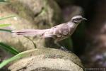 Long-tailed mockingbird