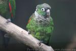 Maroon-tailed parakeet