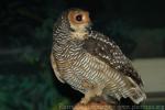 Spotted wood-owl