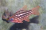 Ochre-striped cardinalfish