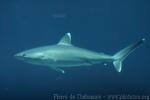 Silvertip shark