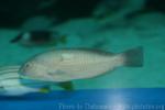 White-patch tuskfish